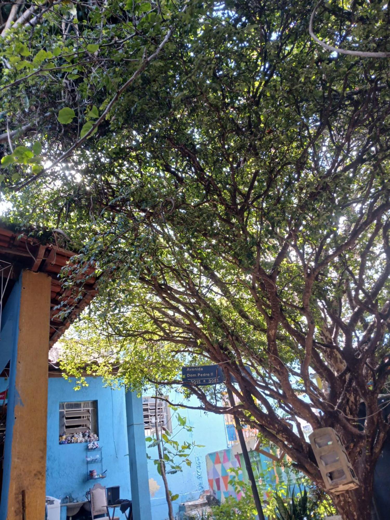 בלו הוריזונטה Hostel Jabuticaba מראה חיצוני תמונה